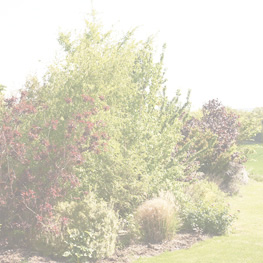 naturopathe