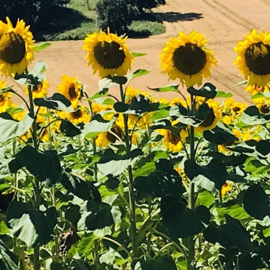 élixir de tournesol