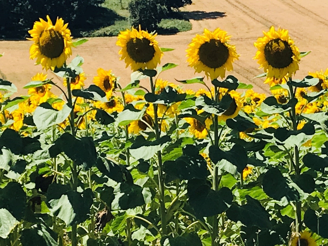 élixir de tournesol